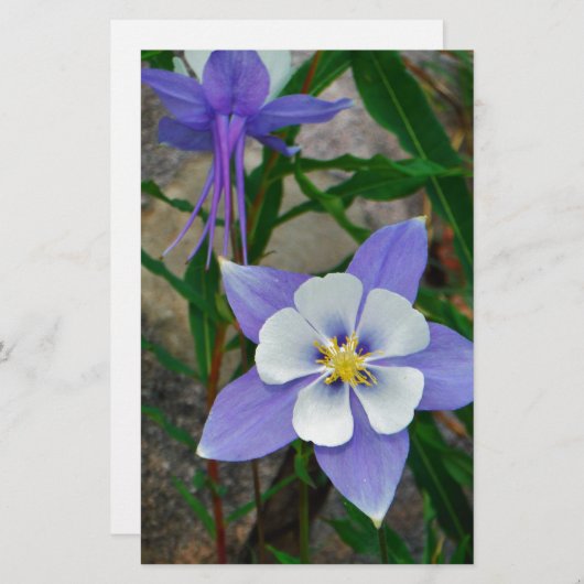 Blue columbine (Front/Back)