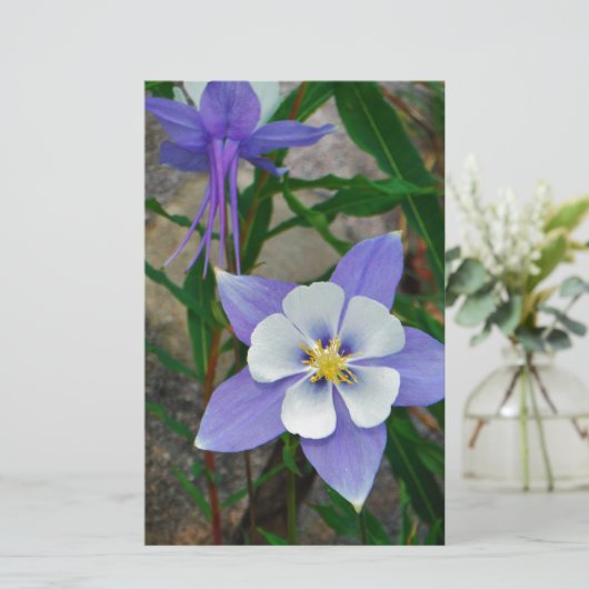 Blue columbine (Standing Front)