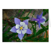 Blue columbine (Front Horizontal)