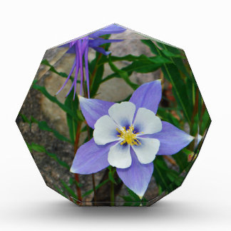 Blue columbine acrylic award