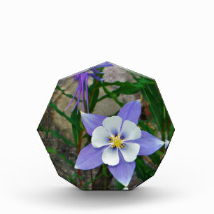 Blue columbine acrylic award