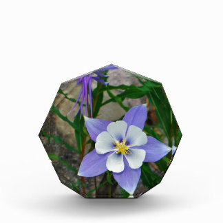 Blue columbine acrylic award
