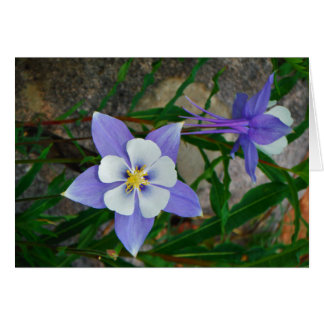 Blue columbine cards