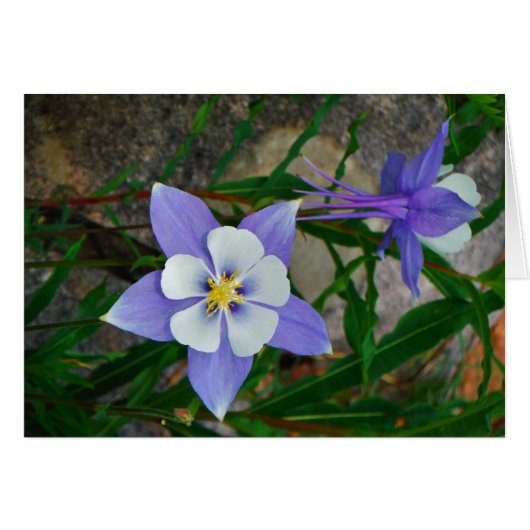 Blue columbine cards (Front Horizontal)