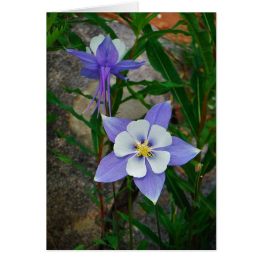 Blue columbine cards (Front)