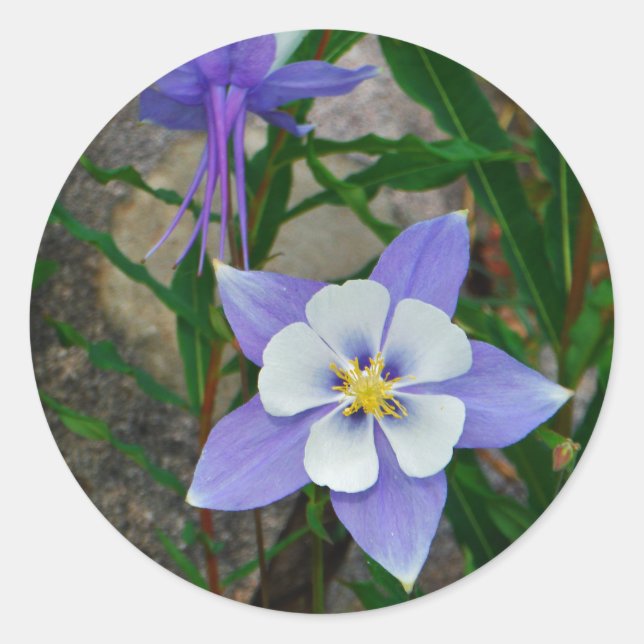 Blue columbine classic round sticker (Front)
