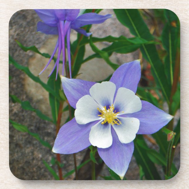 Blue columbine coaster (Front)