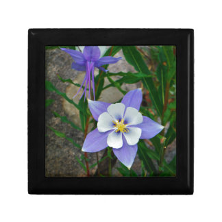 Blue columbine keepsake box