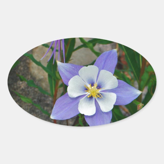Blue columbine oval sticker (Front)