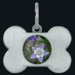 Blue columbine pet name tag<br><div class="desc">Blue columbine photo by Sandy Closs in the Mountains of North west Colorado "purple columbine",  " Blue columbine" flowers,  floral, flower, lavender,  blossom,  plants,  bloom,  gardens, garden,  wildflower,  Colorado mountain</div>
