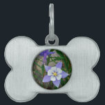 Blue columbine pet name tag<br><div class="desc">Blue columbine photo by Sandy Closs in the Mountains of North west Colorado "purple columbine", " Blue columbine" flowers, floral, flower, lavender, blossom, plants, bloom, gardens, garden, wildflower, Colorado mountain</div>