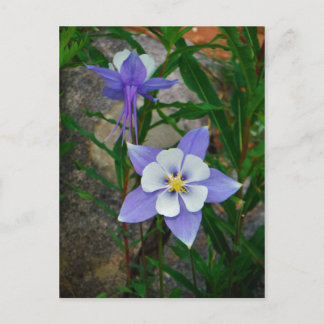 Blue columbine postcard