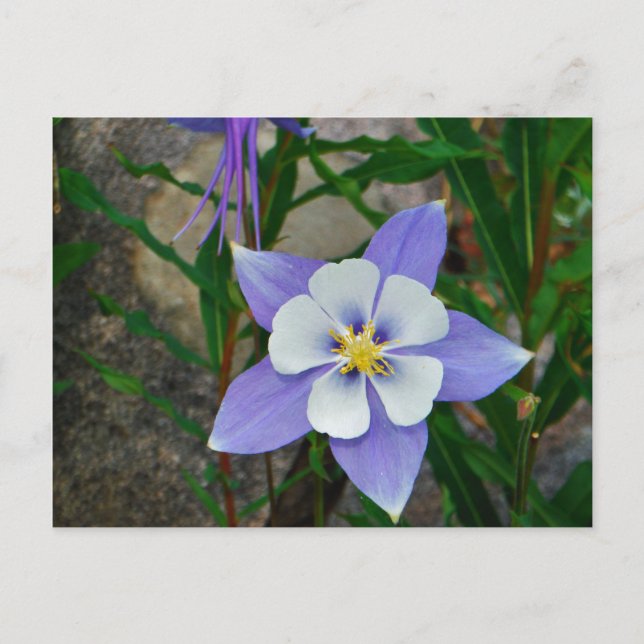 Blue columbine postcard (Front)