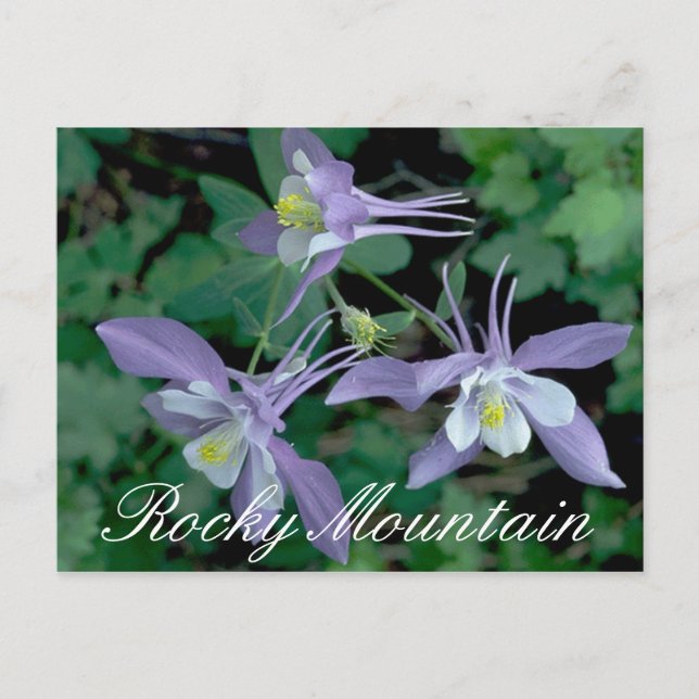 Blue Columbine, Rocky Mountain National Park Postcard (Front)