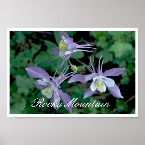 Blue Columbine Rocky Mountain National Park Poster