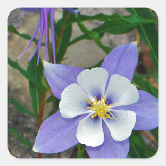 Blue columbine square sticker (Front)