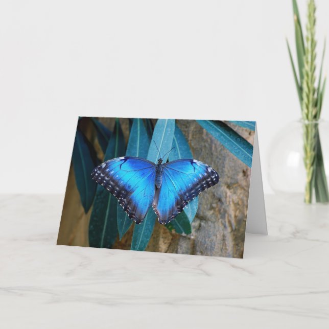 Blue Common Morpho Butterfly  Card (Front)