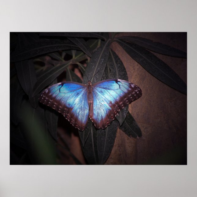 Blue Common Morpho Butterfly Poster (Front)