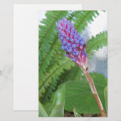 Blue Cone Bromeliad flower (Front/Back)