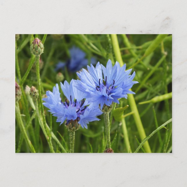 blue corn flower postcard (Front)