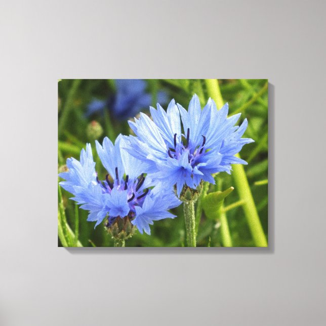 blue cornflower canvas print (Front)