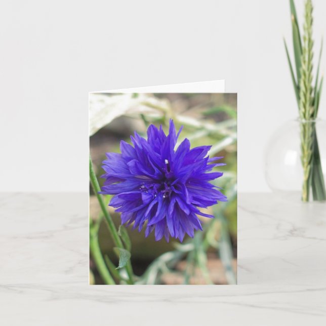 Blue cornflower card (Front)