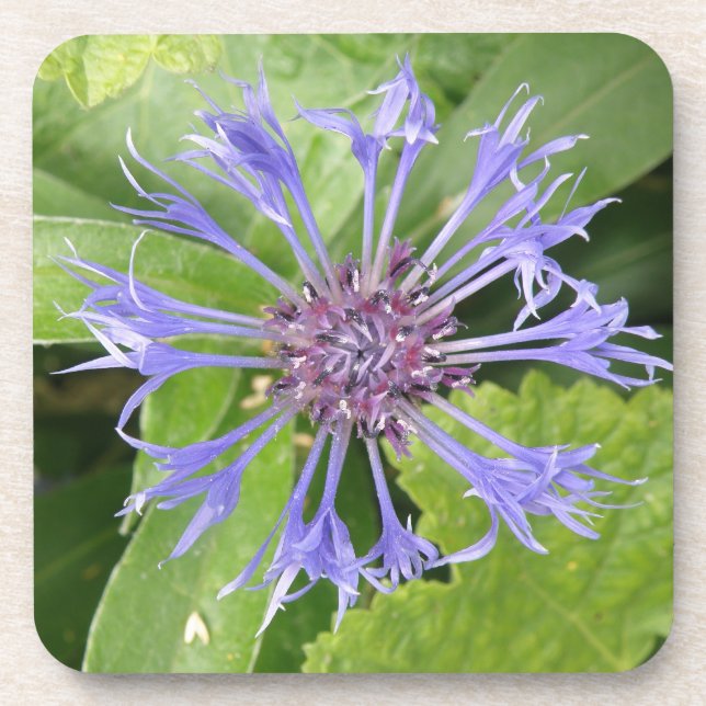 Blue Cornflower Cork Coaster (Front)