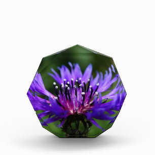 Blue Cornflower Flower Blossoms Peace Love Destiny Award