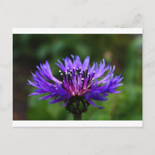 Blue Cornflower Flower Blossoms Peace Love Destiny Postcard
