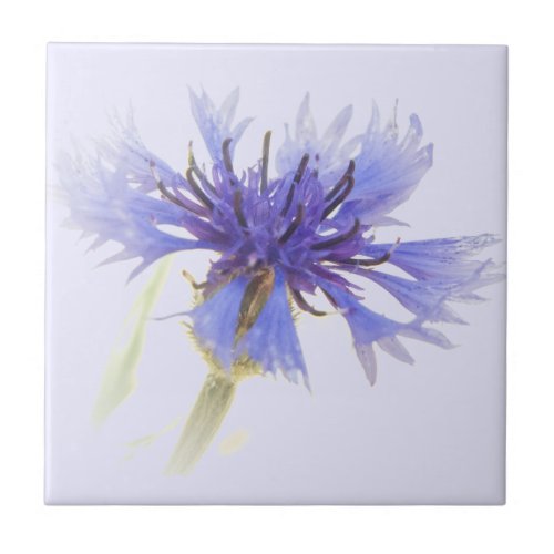 Blue Cornflower Photo - Ceramic Tile