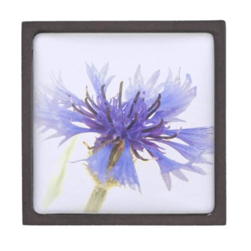 Blue Cornflower Photo - Gift Box