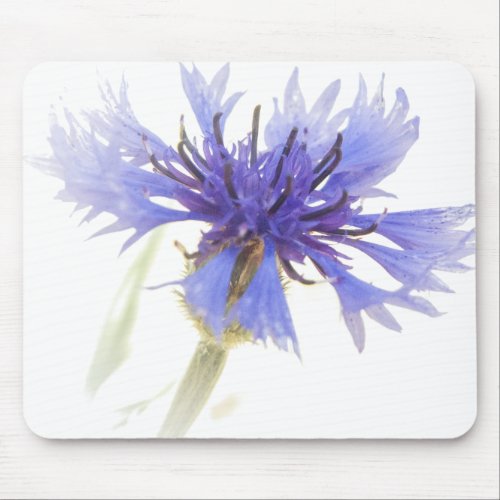 Blue Cornflower Photo - Mouse Pad