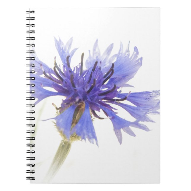 Blue Cornflower Photo - Notebook (Front)