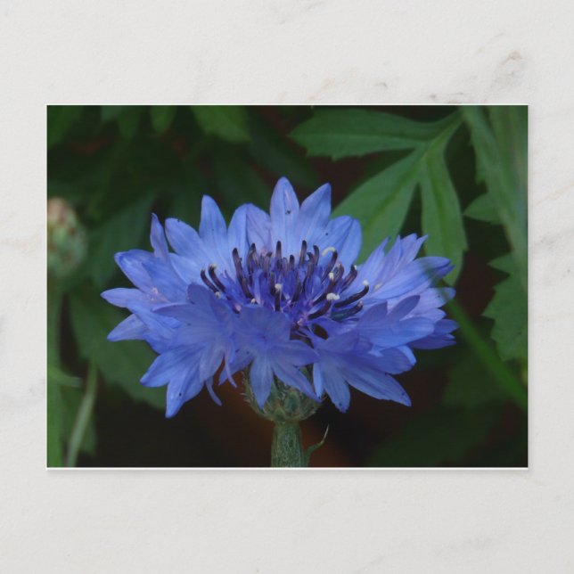 Blue Cornflower Postcard (Front)