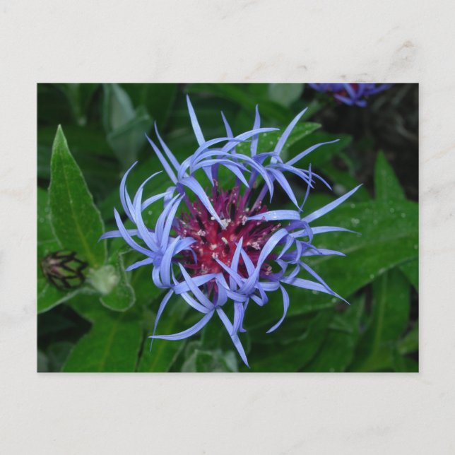 Blue Cornflower Postcard (Front)