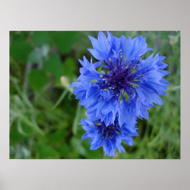 Blue Cornflower Poster (Front)