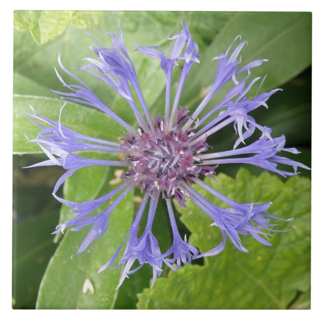 Blue Cornflower Tile (Front)