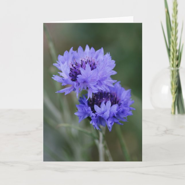 Blue Cornflowers Card (Front)