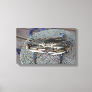 Blue Crab Chesapeake Bay Canvas Art