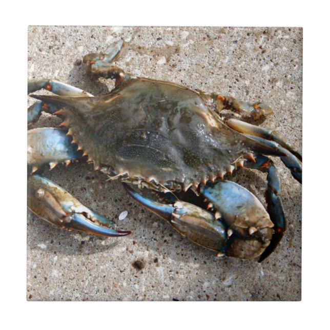 Blue Crab Crawling Ceramic Tile (Front)