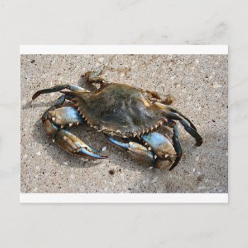 Blue Crab Crawling Postcard by The_Everything_Store at Zazzle