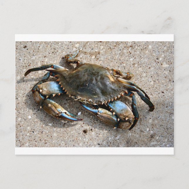 Blue Crab Crawling Postcard (Front)