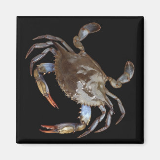 Blue Crab Magnet