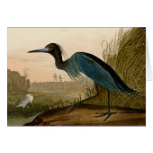 Blue Crane Heron Audubon Painting (Front Horizontal)