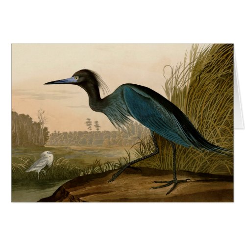 Blue Crane Heron Audubon Painting