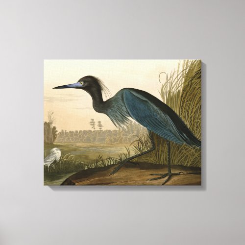Blue Crane Heron Audubon Painting Canvas Print
