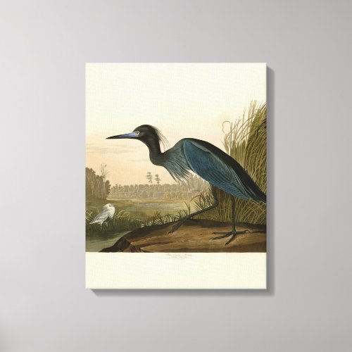 Blue Crane Heron Audubon Painting Canvas Print