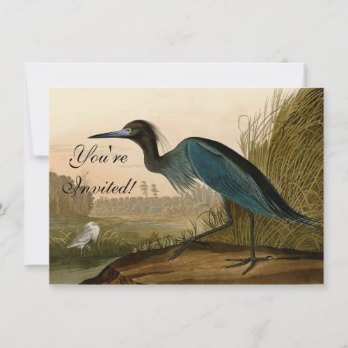 Blue Crane Heron Audubon Painting Invitation