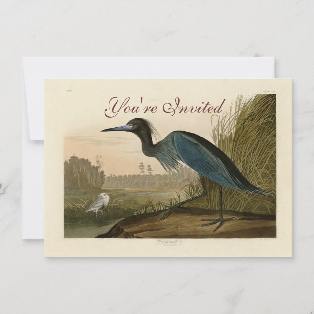 Blue Crane Heron Audubon Painting Invitation (Front)