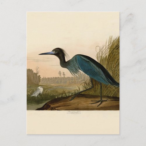 Blue Crane Heron Audubon Painting Postcard
